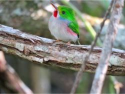 Cuban Tody